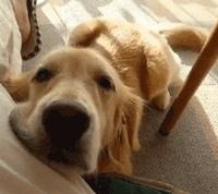 最好看的狗狗金毛,盘点最礼貌的狗狗金毛