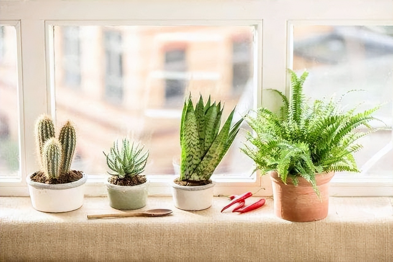 家里养花的十大注意事项,家庭养花最忌讳的三个动作