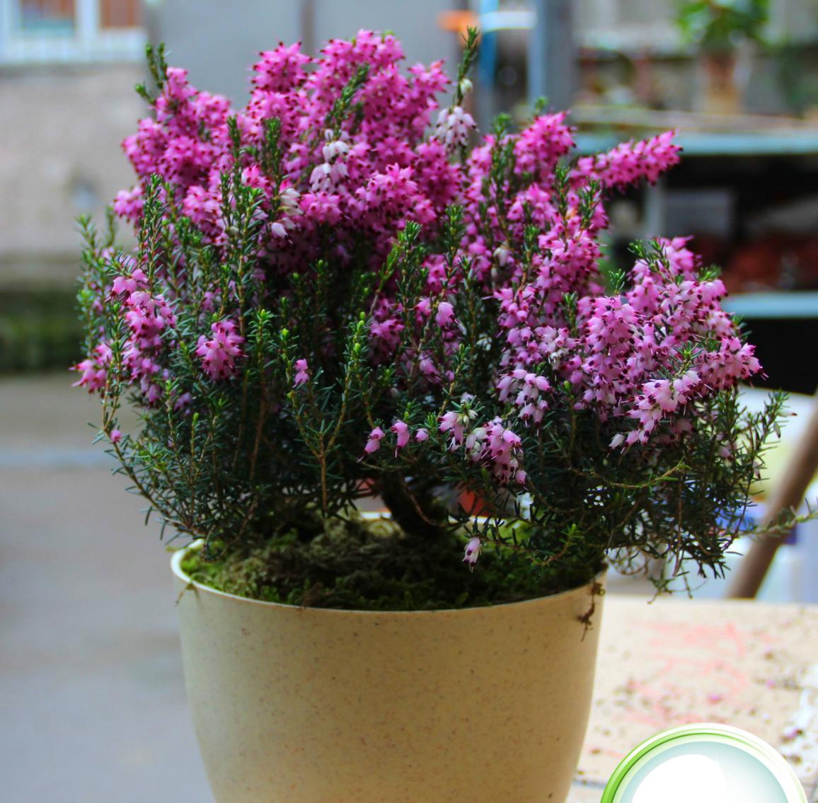 10种名贵花,什么名贵的花最好养