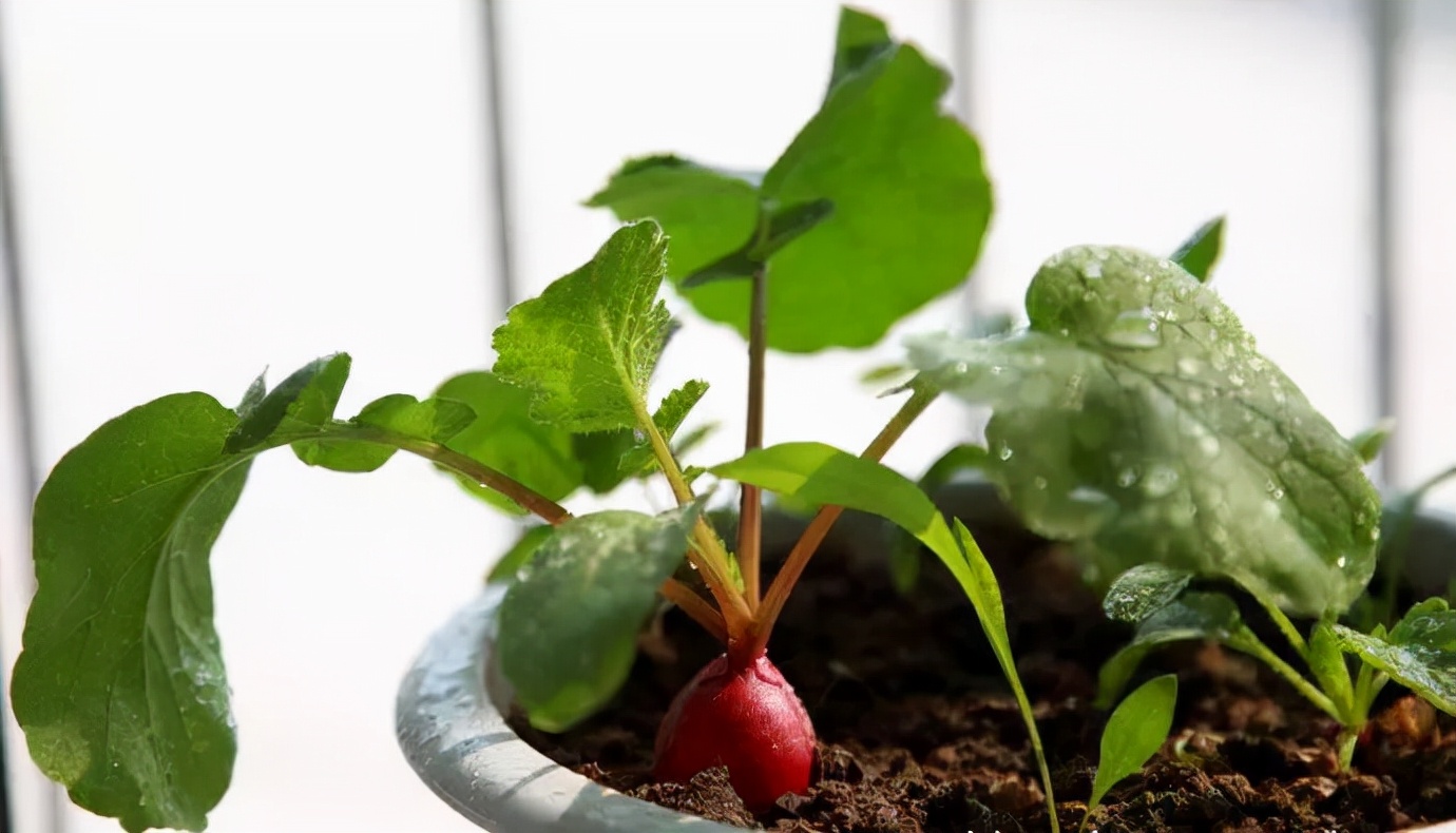 适合冬季种的绿色蔬菜,冬季可以种植的耐寒蔬菜盘点