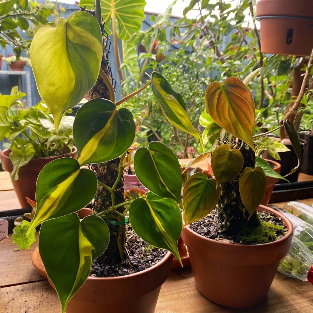 耐旱好养活的绿植盆栽,可以养在室外的观叶绿植