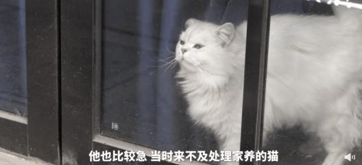 疫情宠物被无害化处理怎么办,无害化处理宠物狗