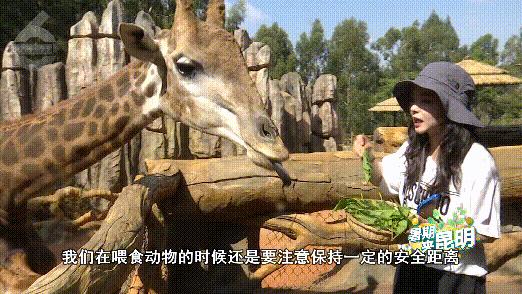 昆明动物世界野生动物园,昆明大自然野生动物园