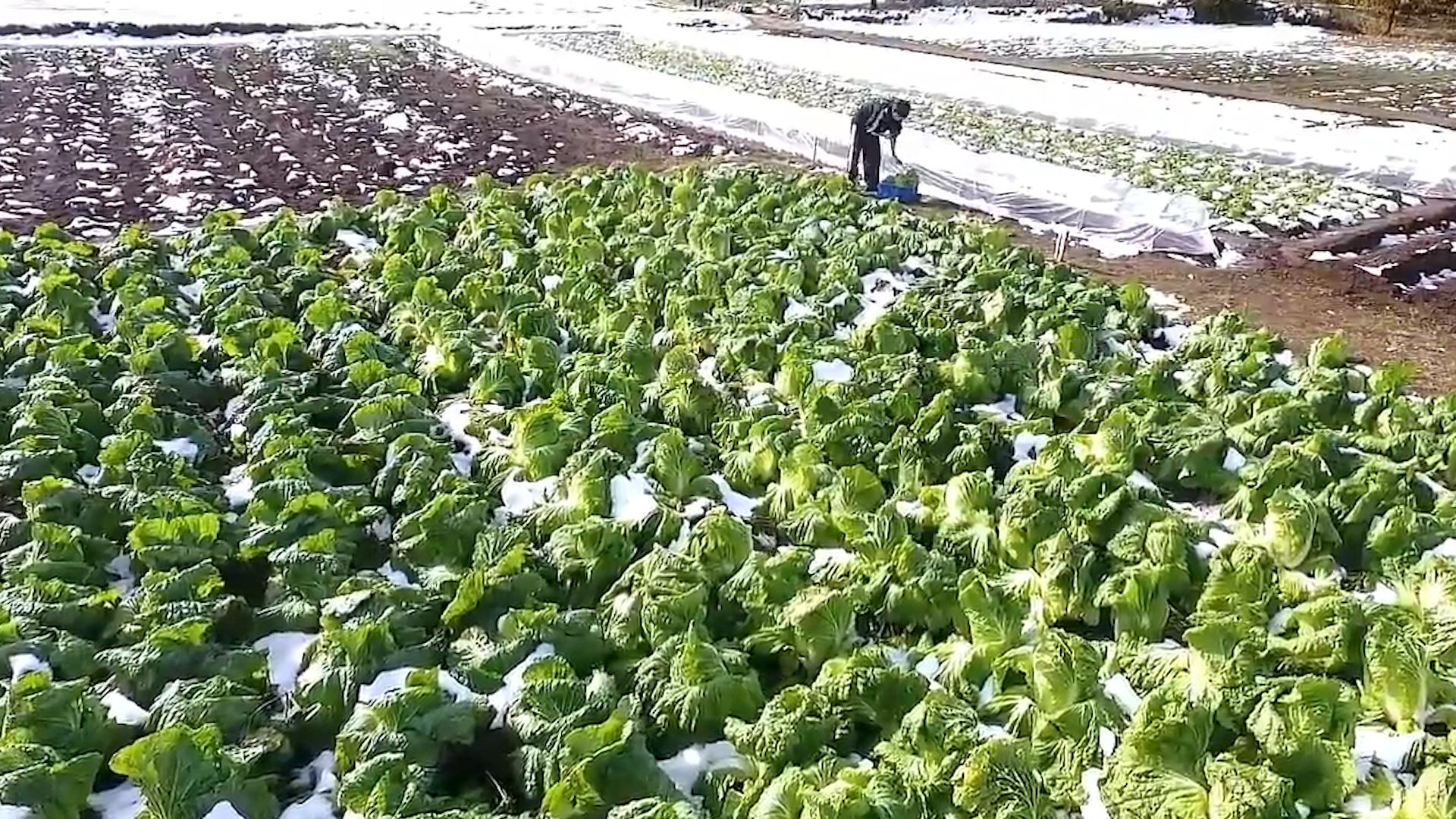 韩国人西瓜为什么贵,韩国人西瓜真的那么贵吗