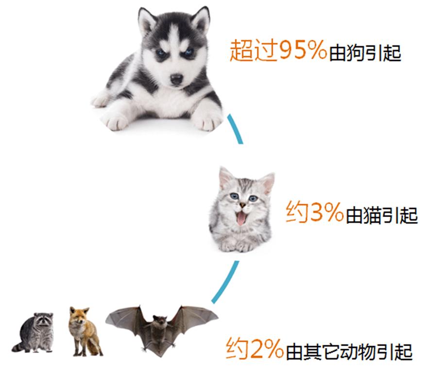 被小动物咬伤你会怎么做,被小动物咬伤怎么办呢