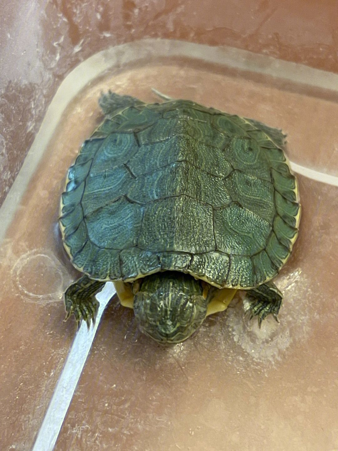 小伙靠养龟年度百万,男子靠三只病龟赚了6000万