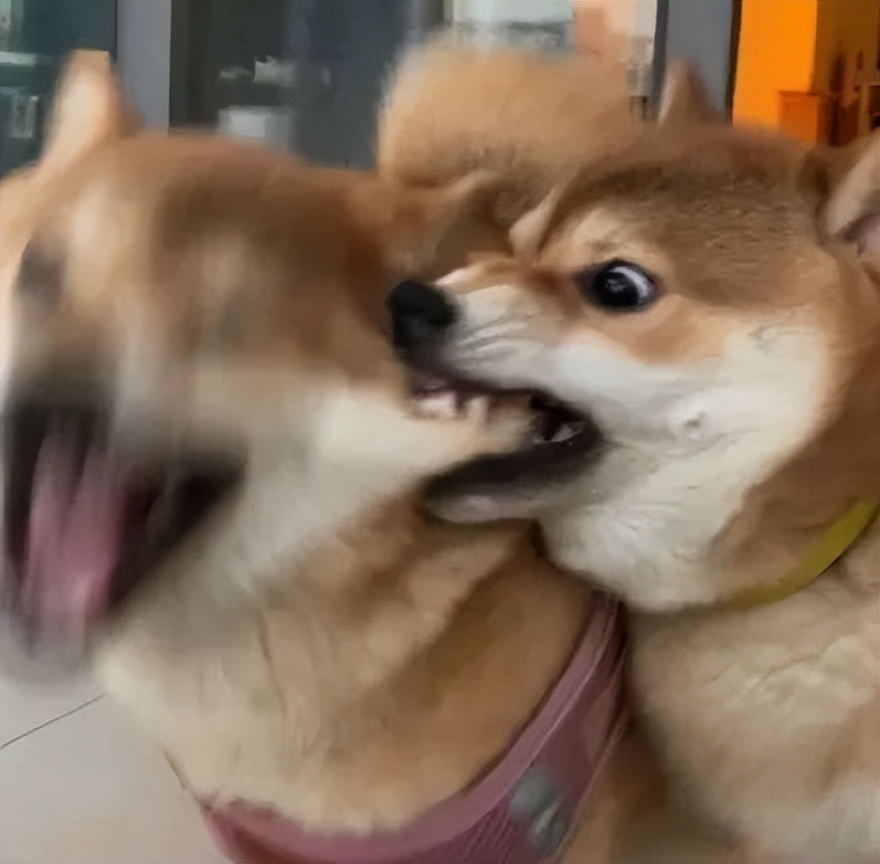 笑死！狗子1个蛋上被蚊子咬了8个包，成巨蛋小子了！