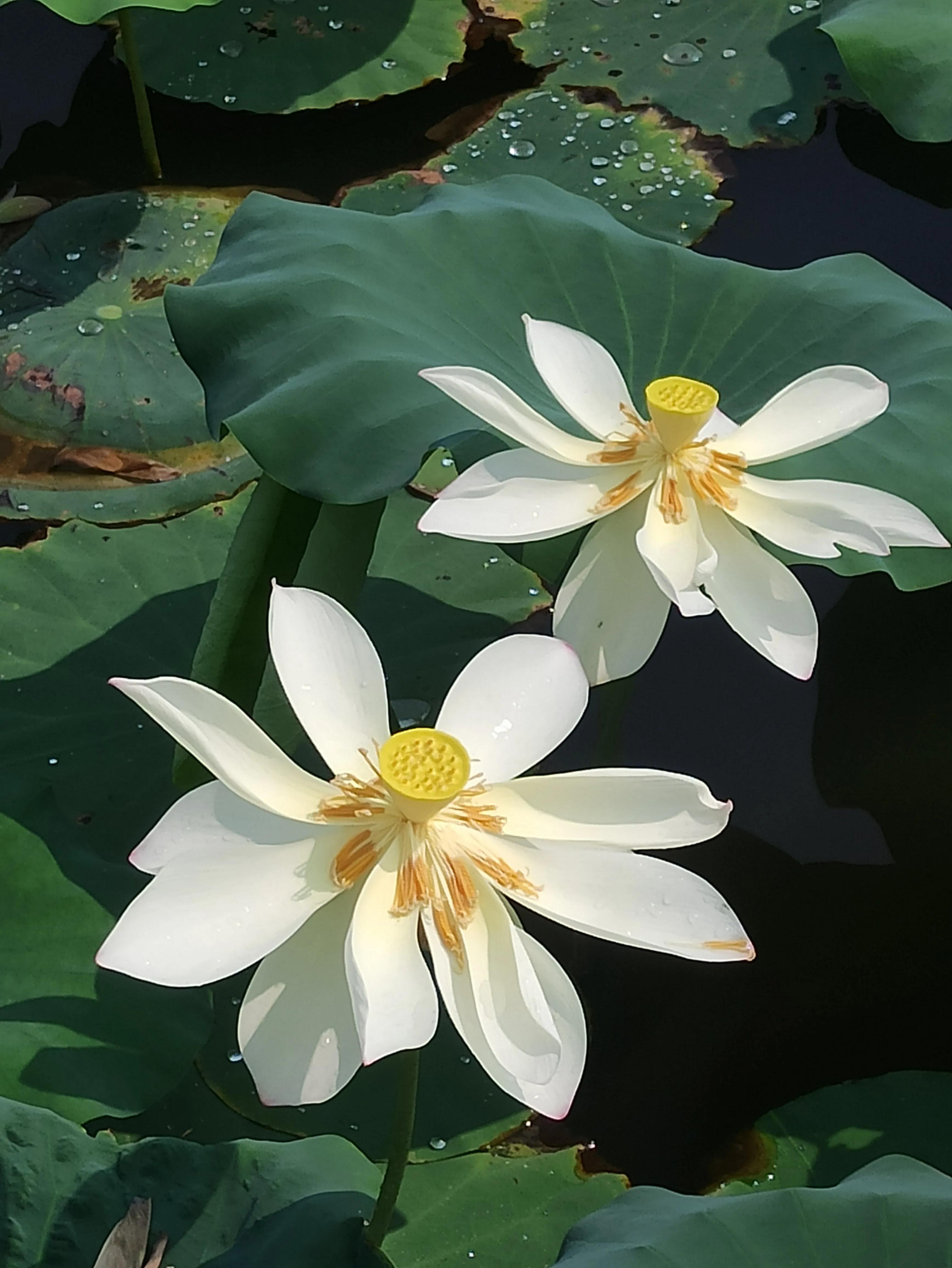 网络流行语汇总,目前最热的网络流行语