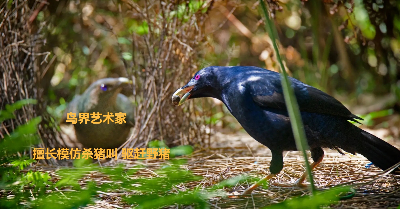喜鹊窝防雨,喜鹊窝楼顶