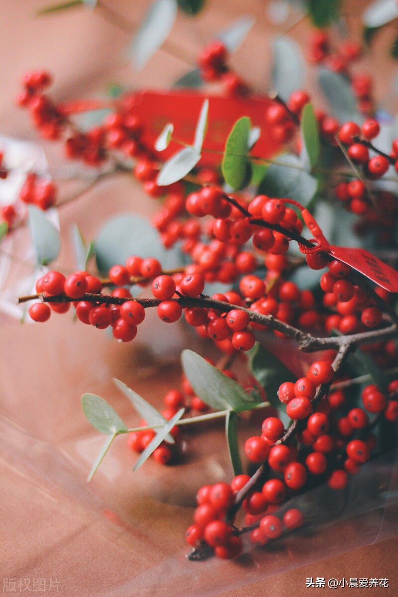 冬青树开花香吗,冬青开花后如何养护好结果