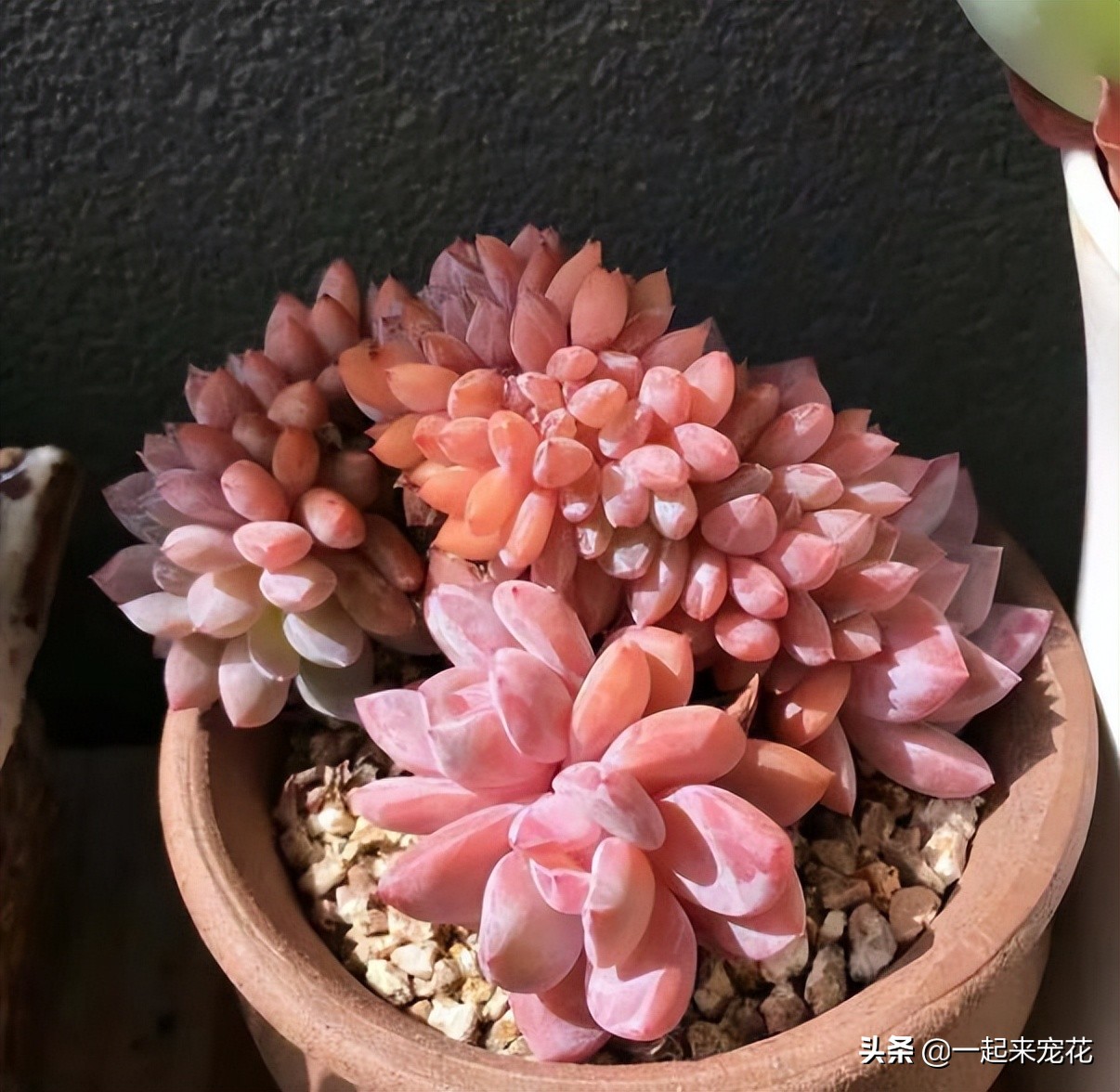 皮实好养的仙气多肉,六种仙气好养的多肉