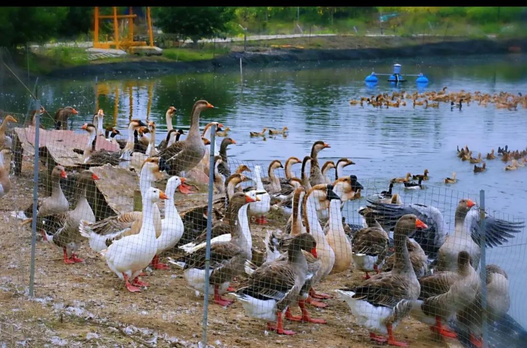 未来几年农村的十大暴利行业,农村未来10大暴利行业现状