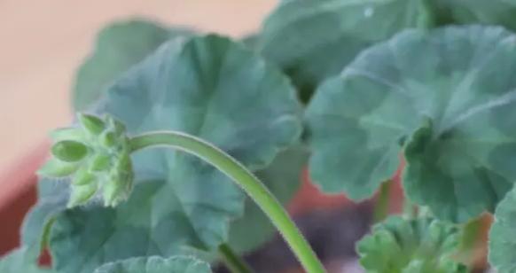 天竺葵蝴蝶梅一年开几次花,蝴蝶梅和天竺葵有啥区别