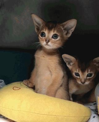 猫最好养哪种猫,养猫首选这5种猫不仅忠诚还好养