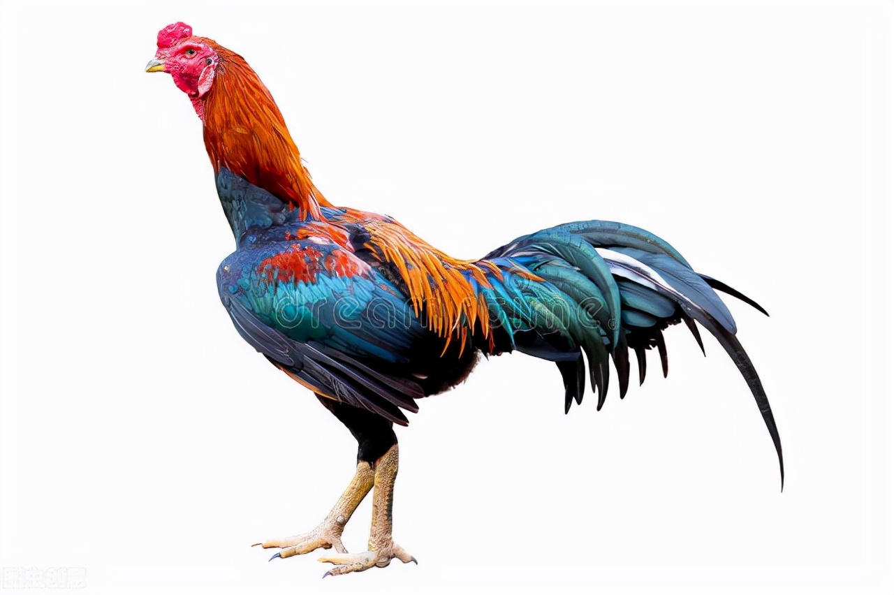 世界各国最稀有的国宝,100个国家国宝动物