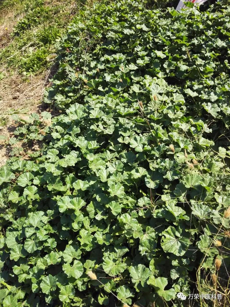 植物幼苗的发展过程详细,植物的幼苗在生长过程中