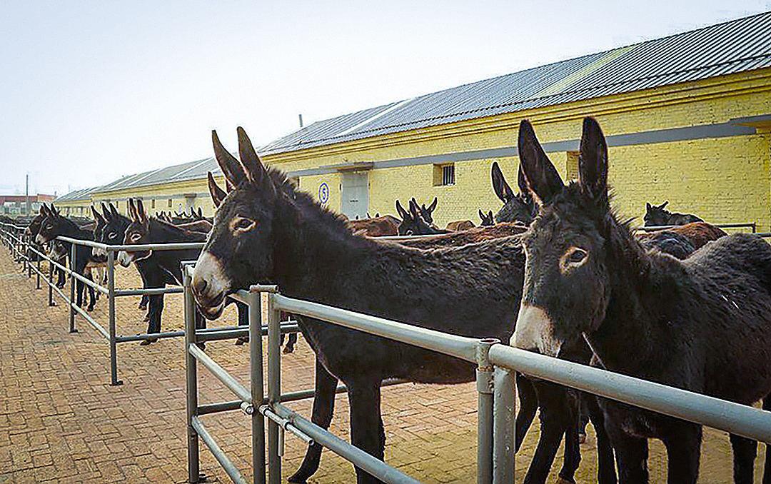 肉驴催肥饲料添加剂,肉驴催肥