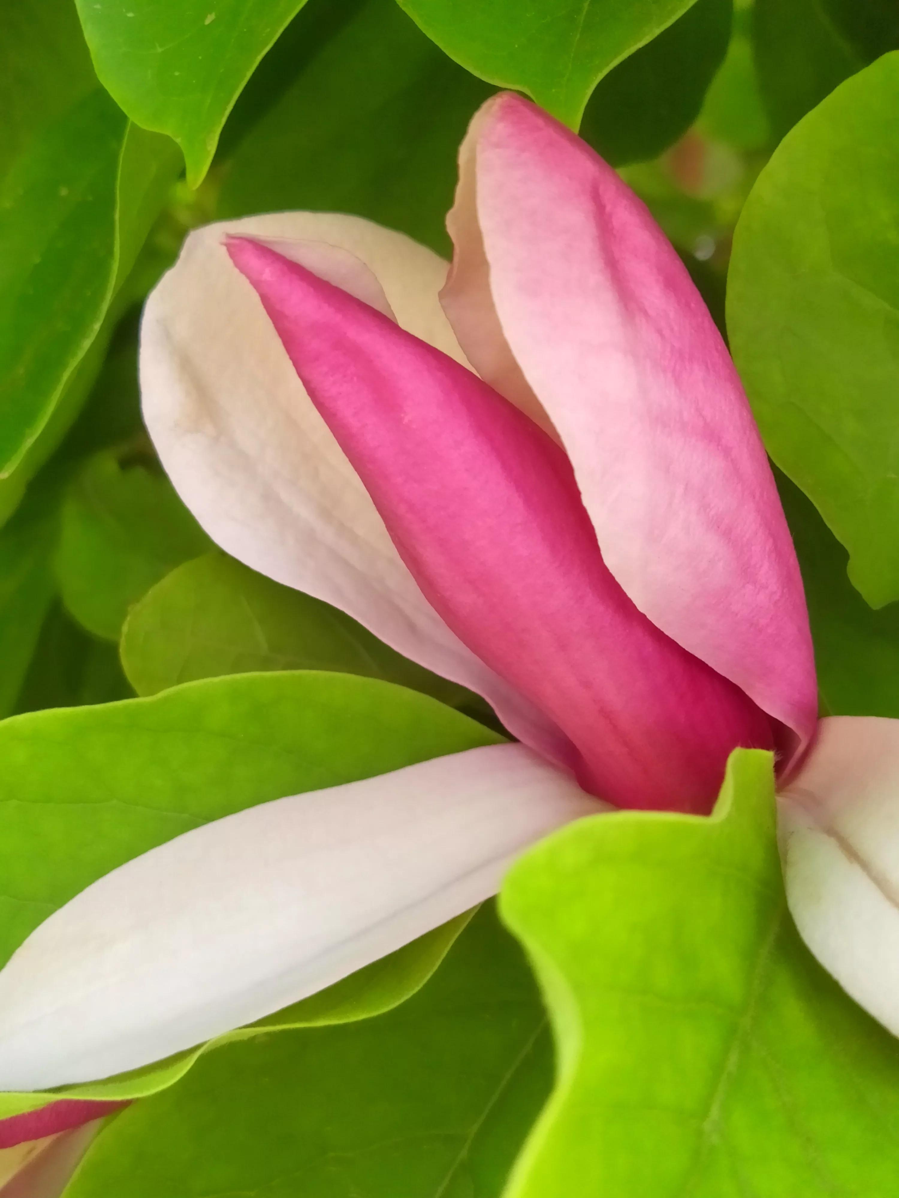 玉兰花的花期是几月份,玉兰花的花期在什么时间