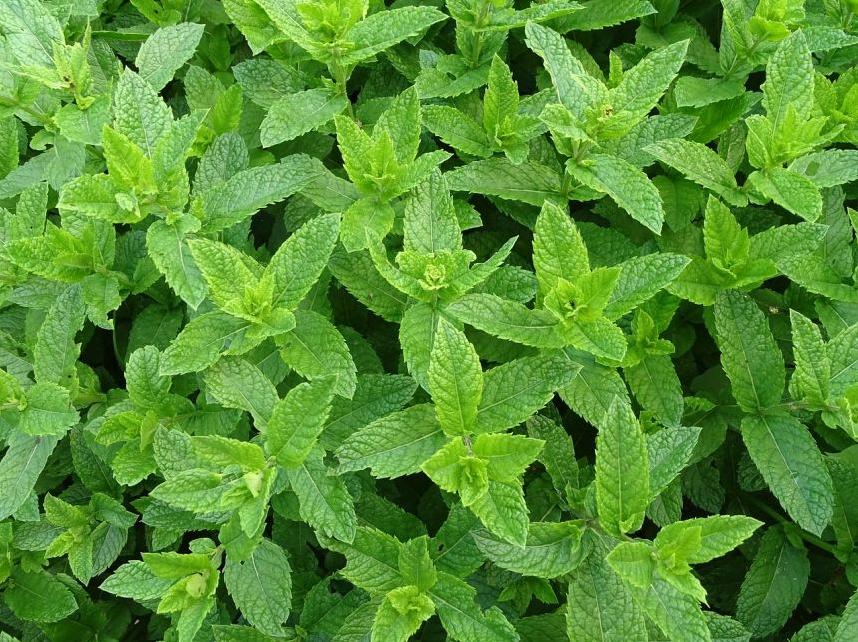 牡丹架暖眠春昼薄荷香浓醉晓晴,每日一花夏日清新花束