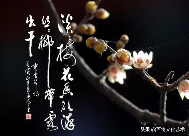 「百将文化」枝横碧玉天然瘦，恋破黄金分外香