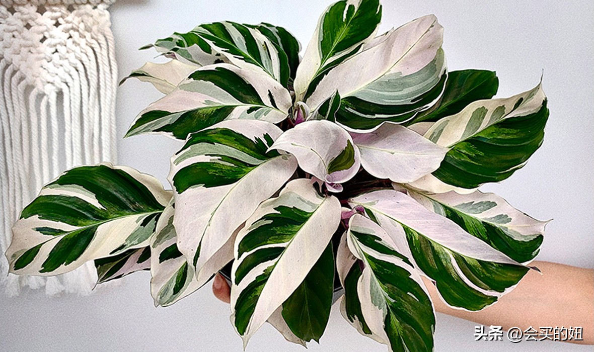 价格便宜且又有实用价值的绿植,家里值得买的绿植