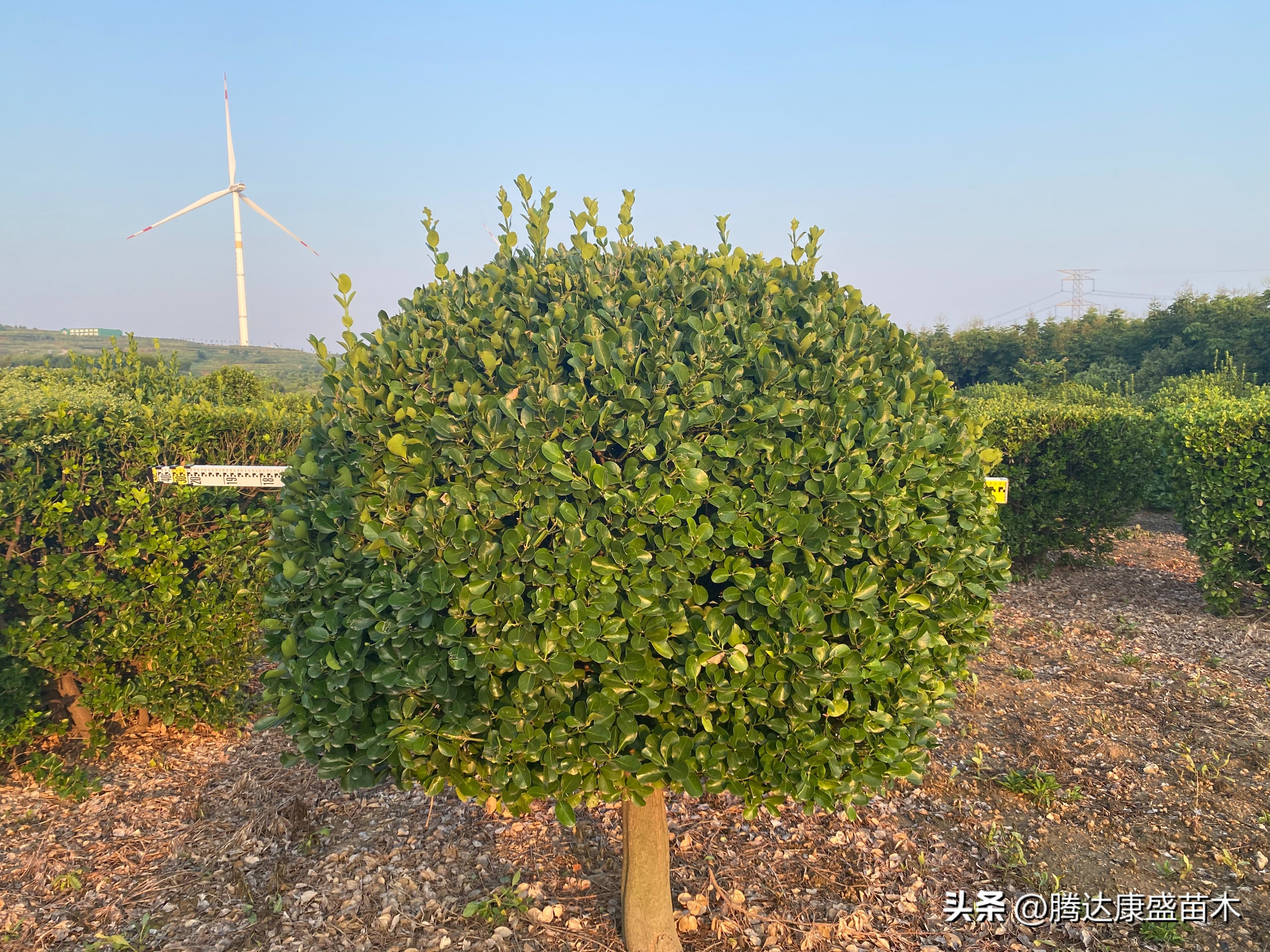 苗木行业盈利模式,创造价值跟创造利润有什么不同