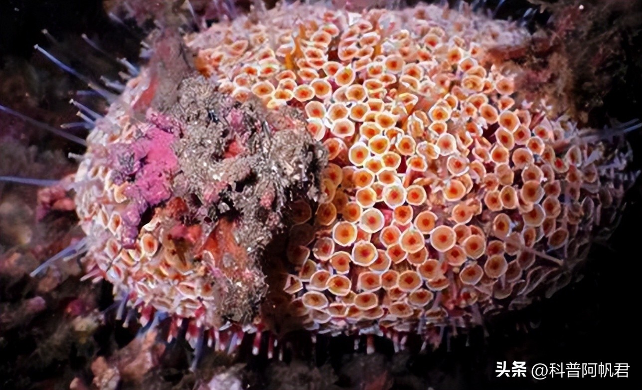 日本一港口发现有毒海胆,日本渔港大量沙丁鱼死亡有辐射没