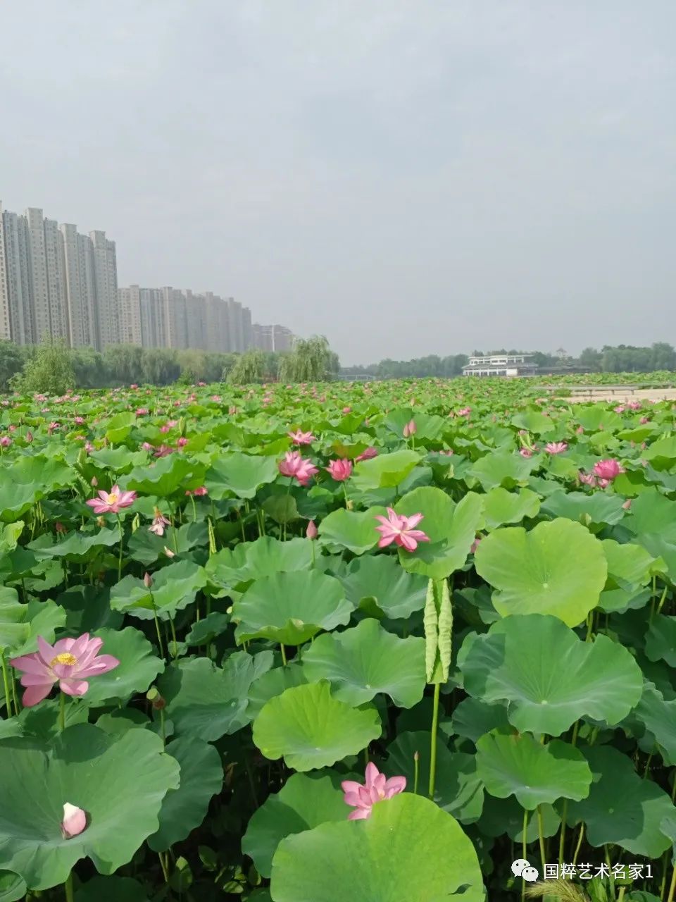 国粹艺术名家陈会明,国粹艺术名家陈德明