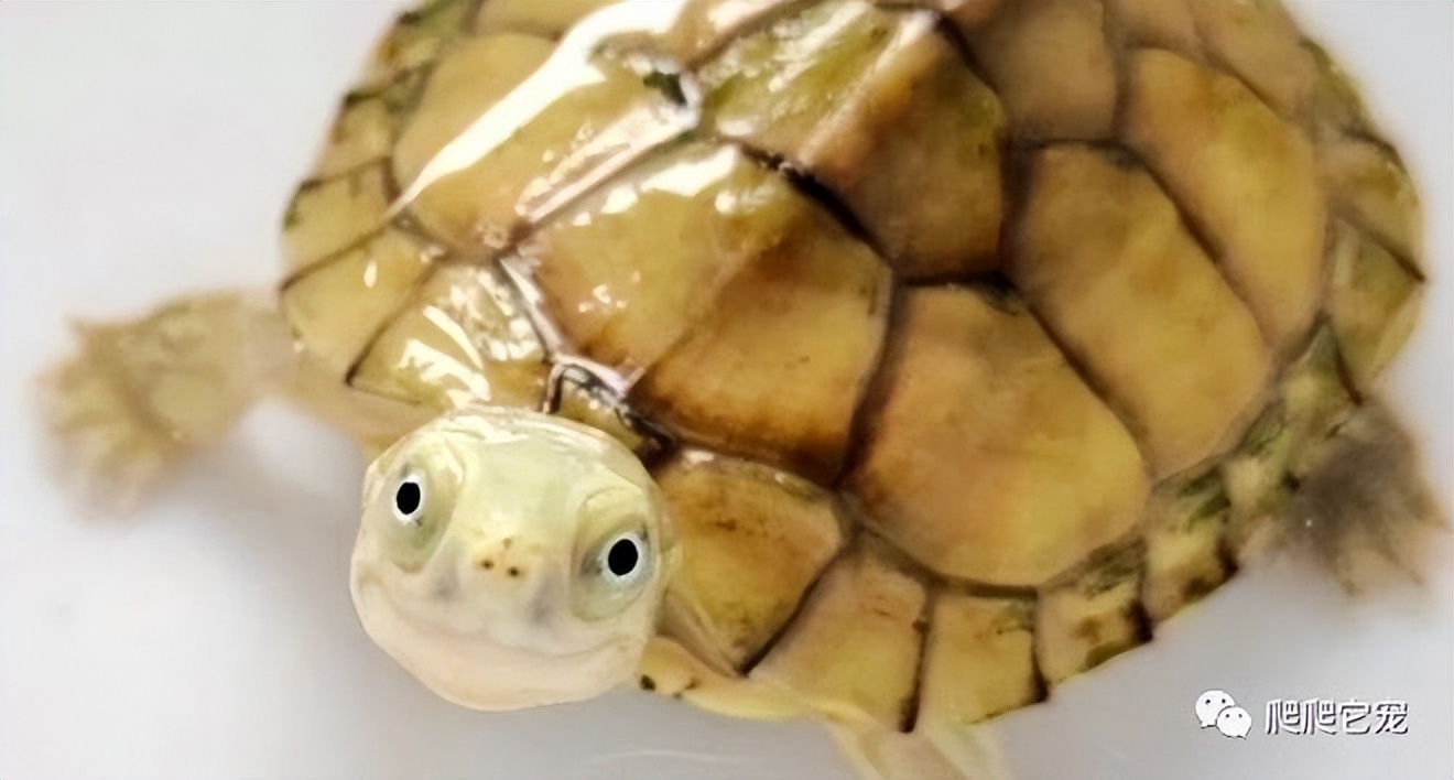 宠物饲养手册龟类水栖龟,养龟新手要选什么龟