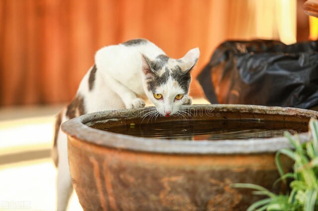 上班了猫咪一个人在家怎么办,猫咪在家找不到了怎么办