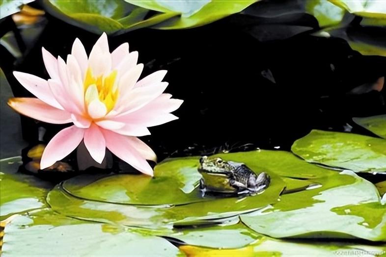 夏天夕阳的诗词,夏天下雪的诗词