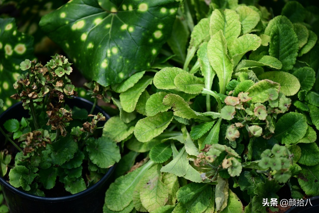 看到你的花园那么惨，我就安心了|园丁