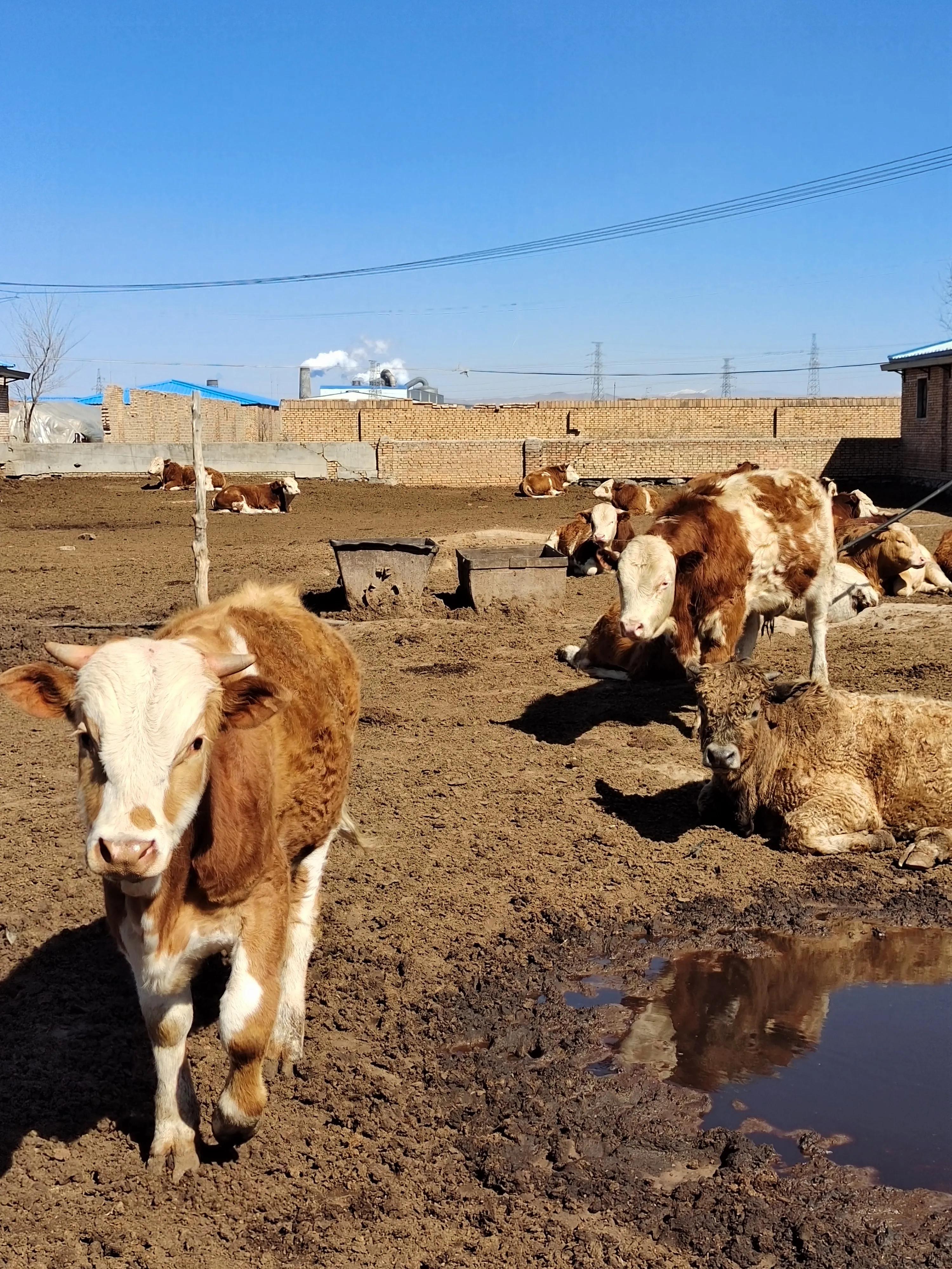 牛冬季容易出现什么病症,牛冬季高发病