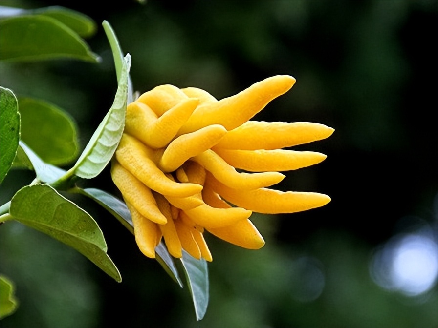 【豫健中医】药膳坊:“气得胃疼”了该怎么办?