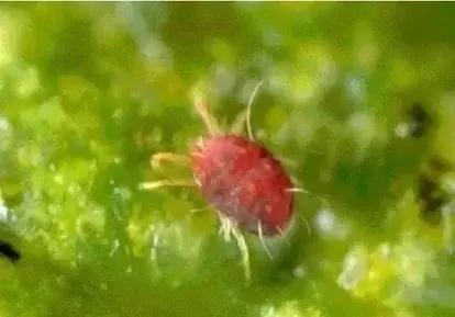 红蜘蛛螨虫特效药有哪些,红白黄蜘蛛用什么药最有效