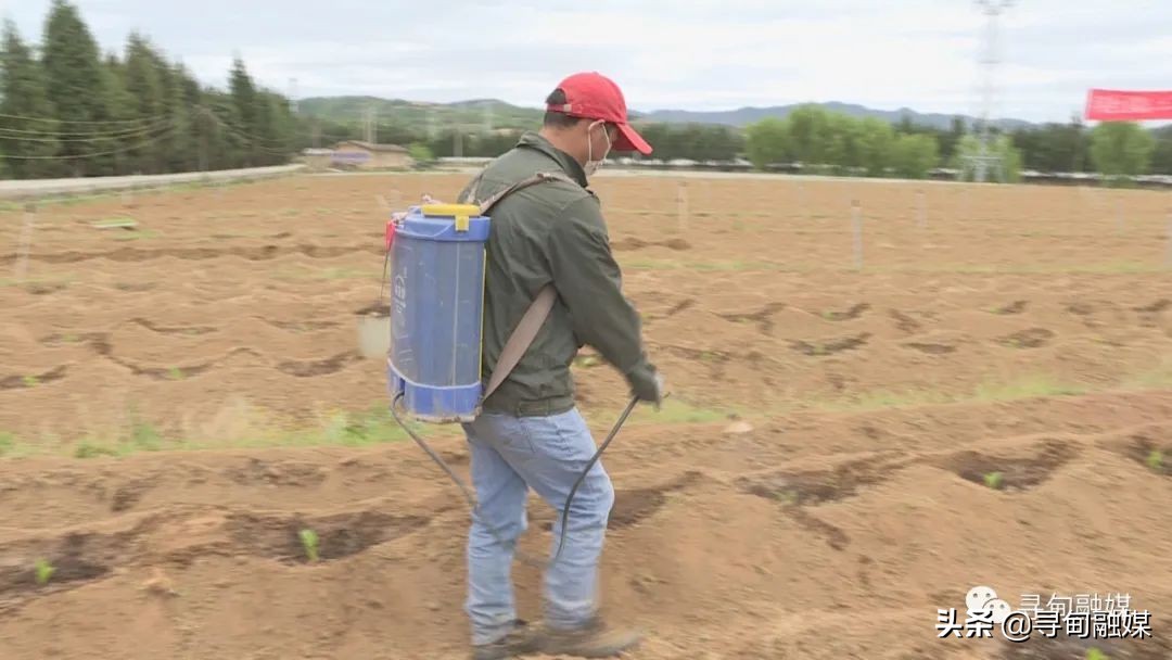 七星镇：烤烟移栽奏响烟农增收“前奏曲”