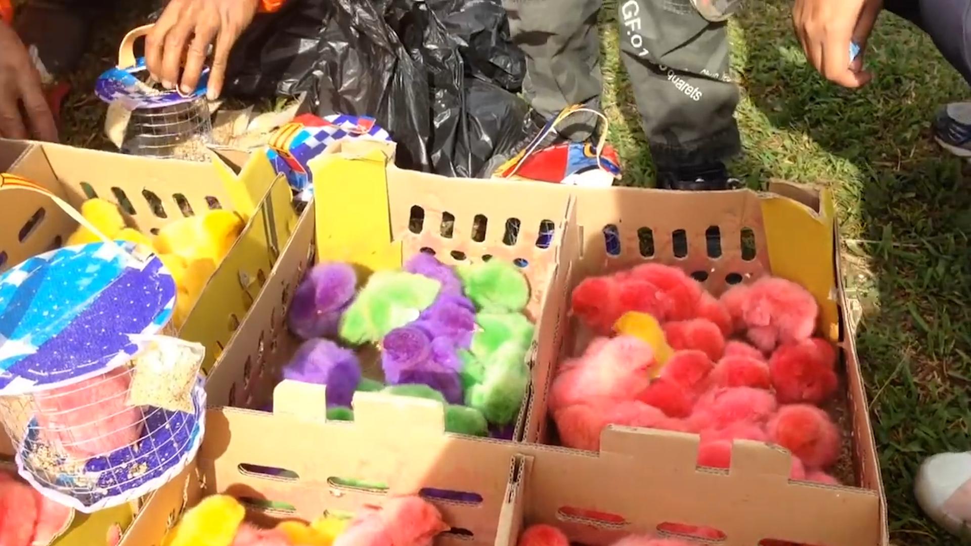 学校门口买的小彩鸡为什么养不活,学校门口的彩色小鸡为什么不能买