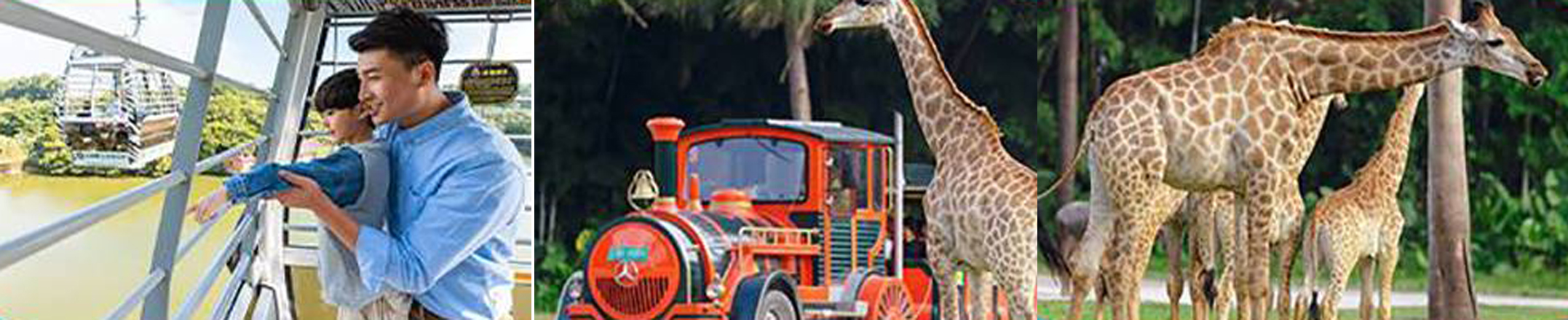 长隆野生动物世界自驾游攻略,长隆野生动物世界游玩攻略