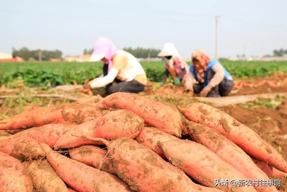 农民赚钱的十大特点,为什么说农民赚钱难