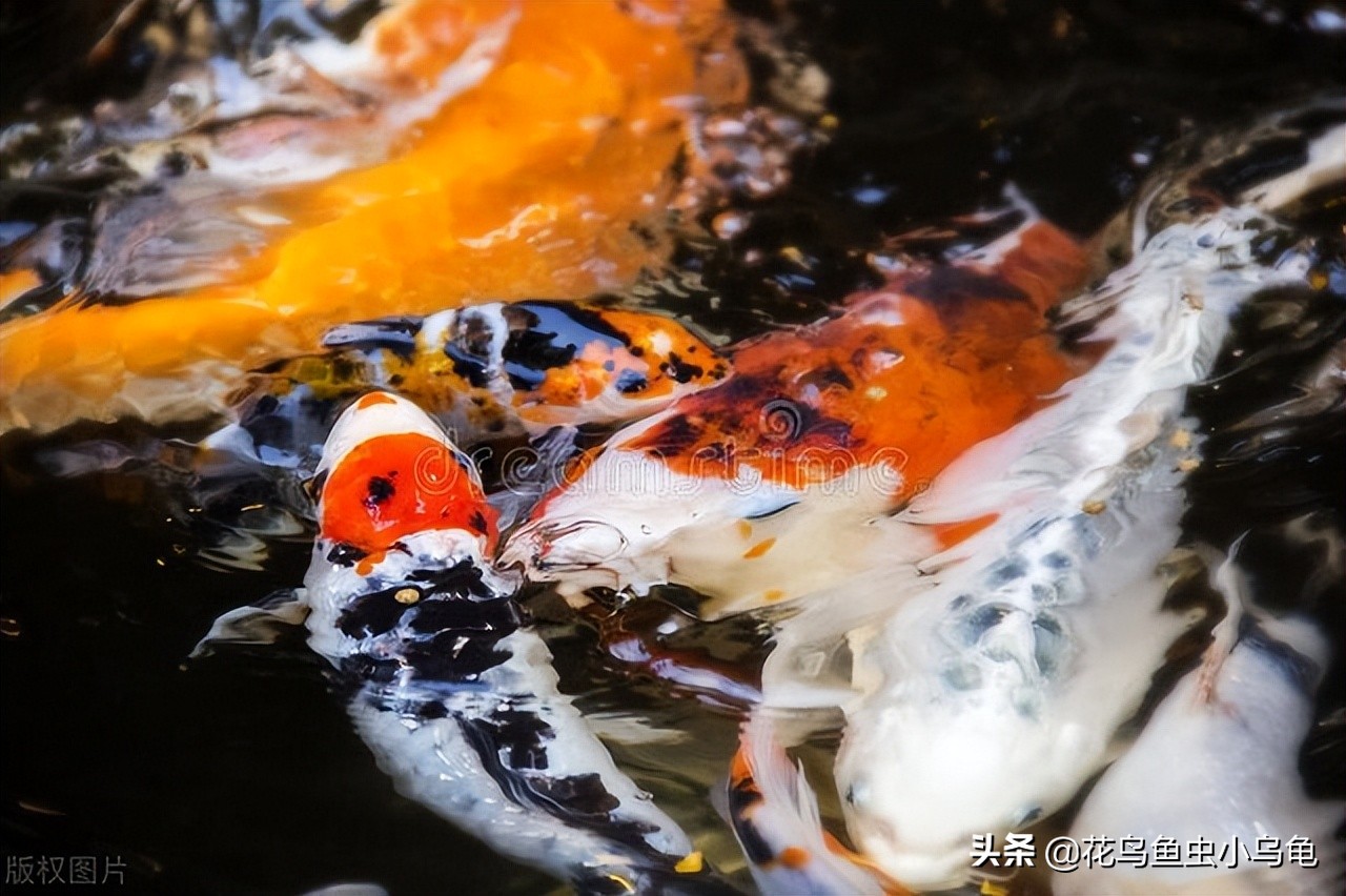 锦鲤怎么养技巧和方法,新手锦鲤怎么养才能活