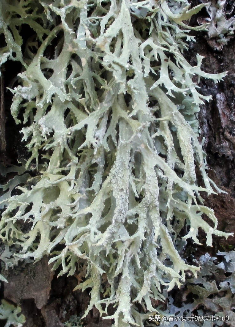 夏日香水,夏日香水有哪几种