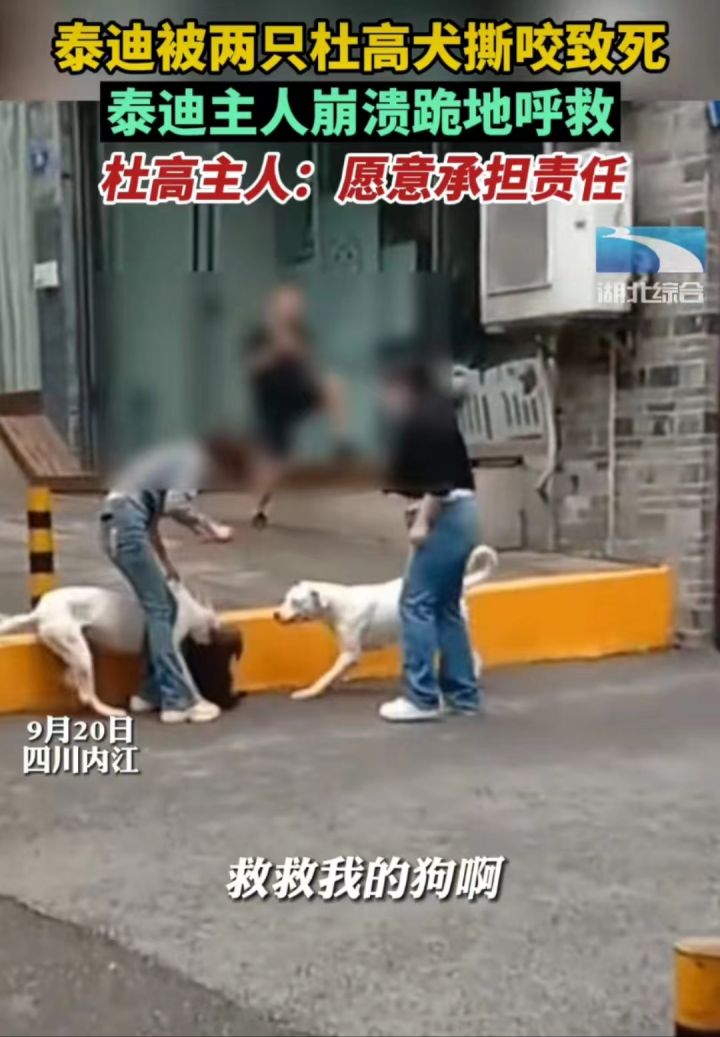 狗狗可以一直戴嘴套吗,狗狗晚上一直叫可以给它戴嘴套吗