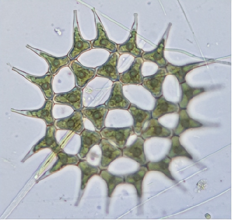 浮游植物增加会水质富营养化吗,浮游植物对水体起哪些作用