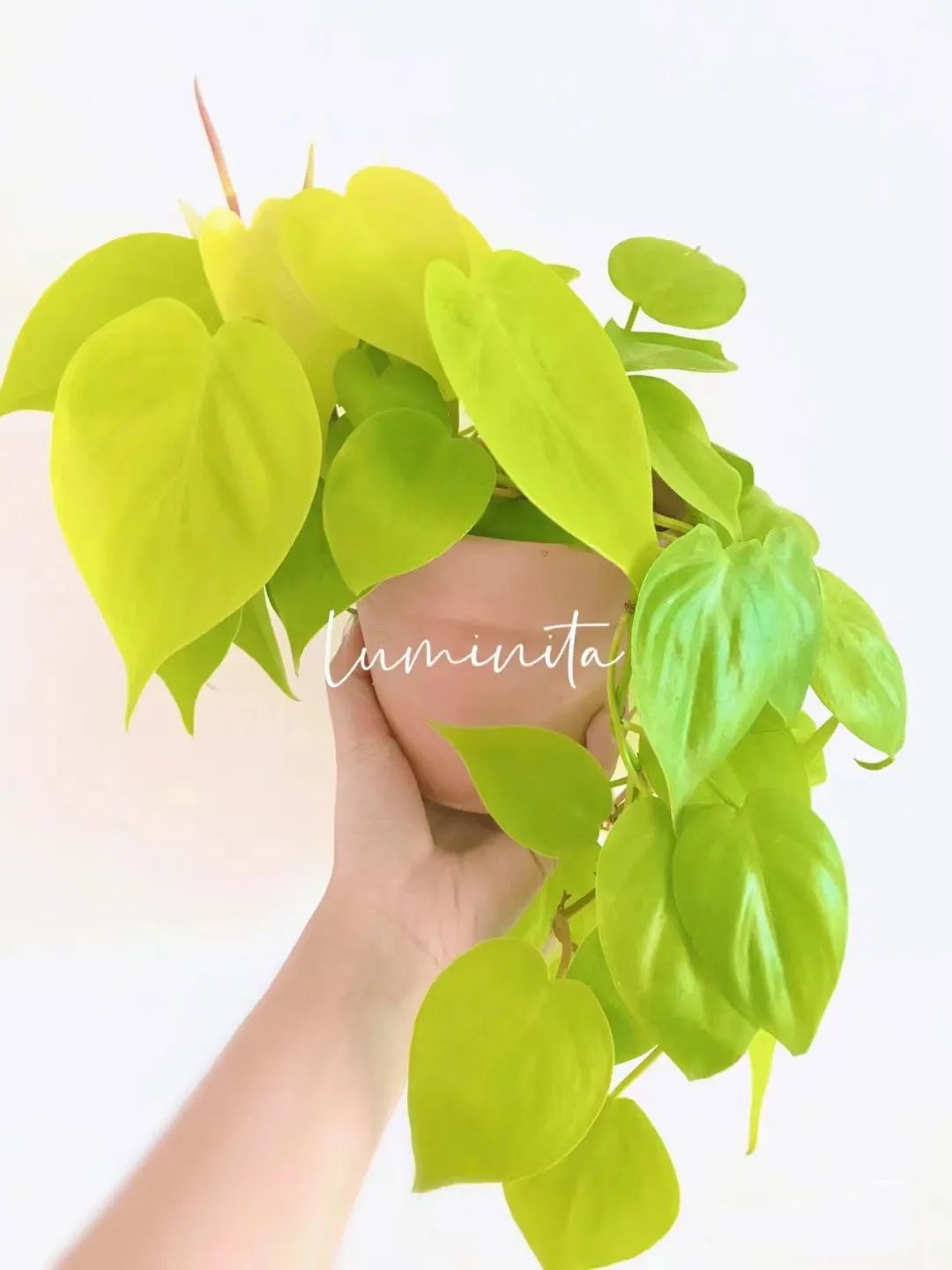 盘点24个常见蔓绿绒品种，叶色靓丽颜值高，总有一款撬动你的心！