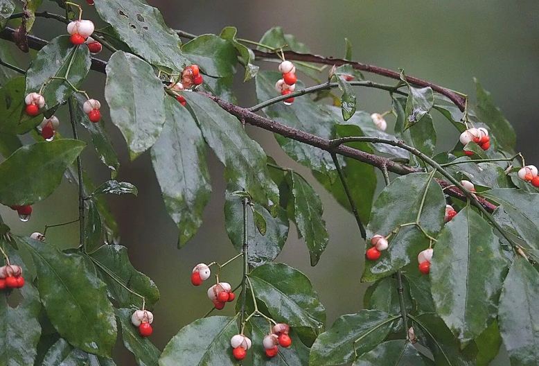 处暑下雨好与晴朗天气好区别,处暑当天下雨怎么说