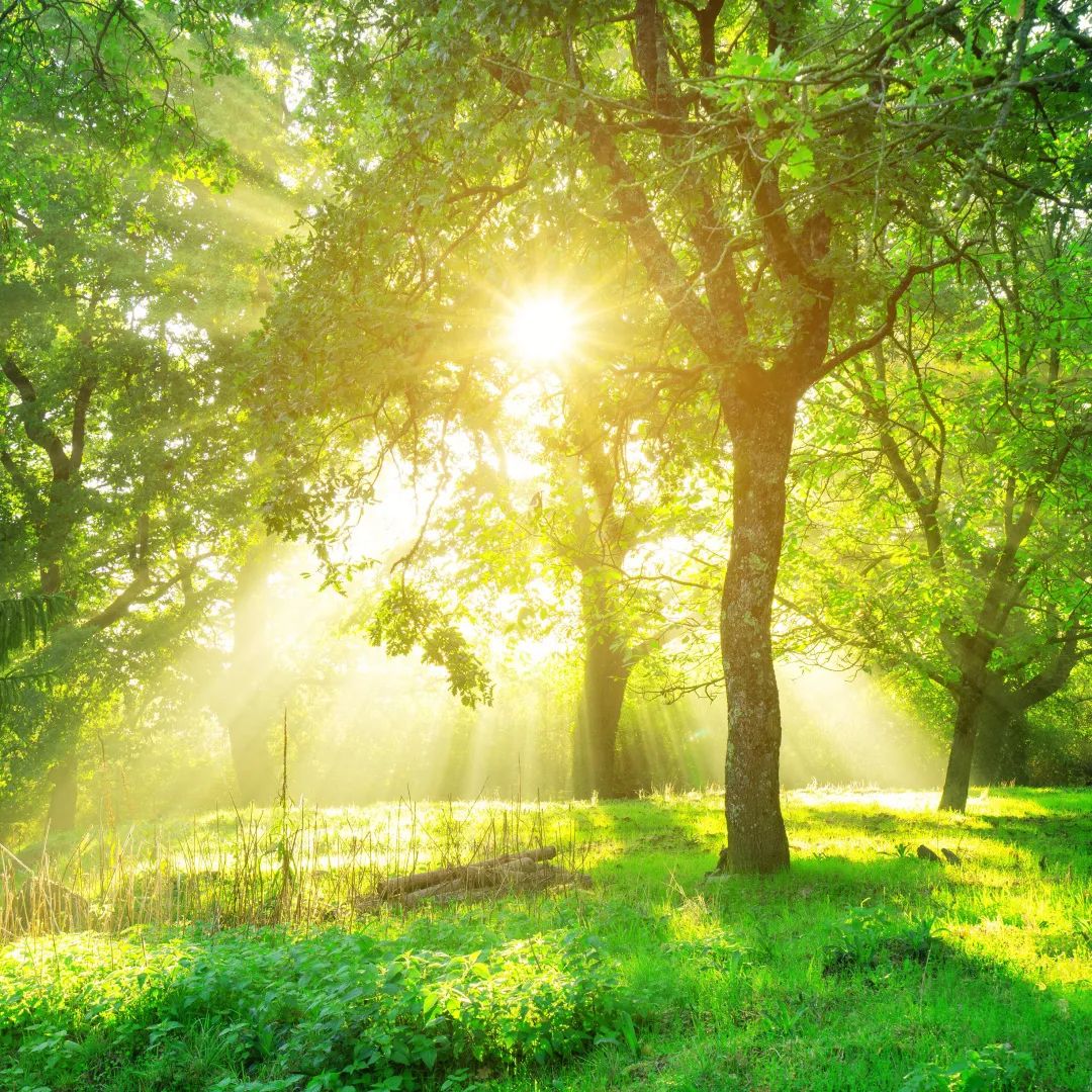 天格实木地板简约风格,大自然原木风地板推荐