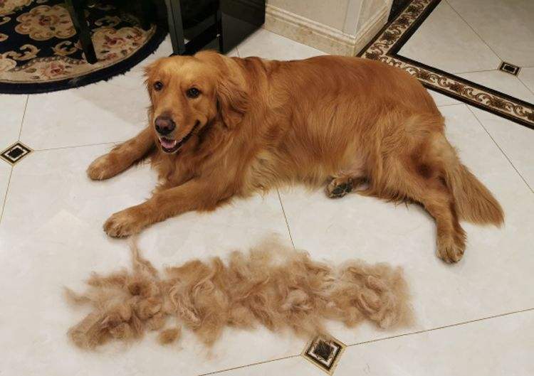 金毛纯的不纯的有什么区别,800块钱的金毛大家帮我看看纯不纯