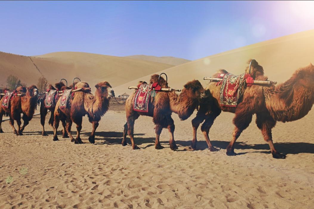 沙漠玫瑰原生地景观,沙漠里的沙漠玫瑰奇特景观