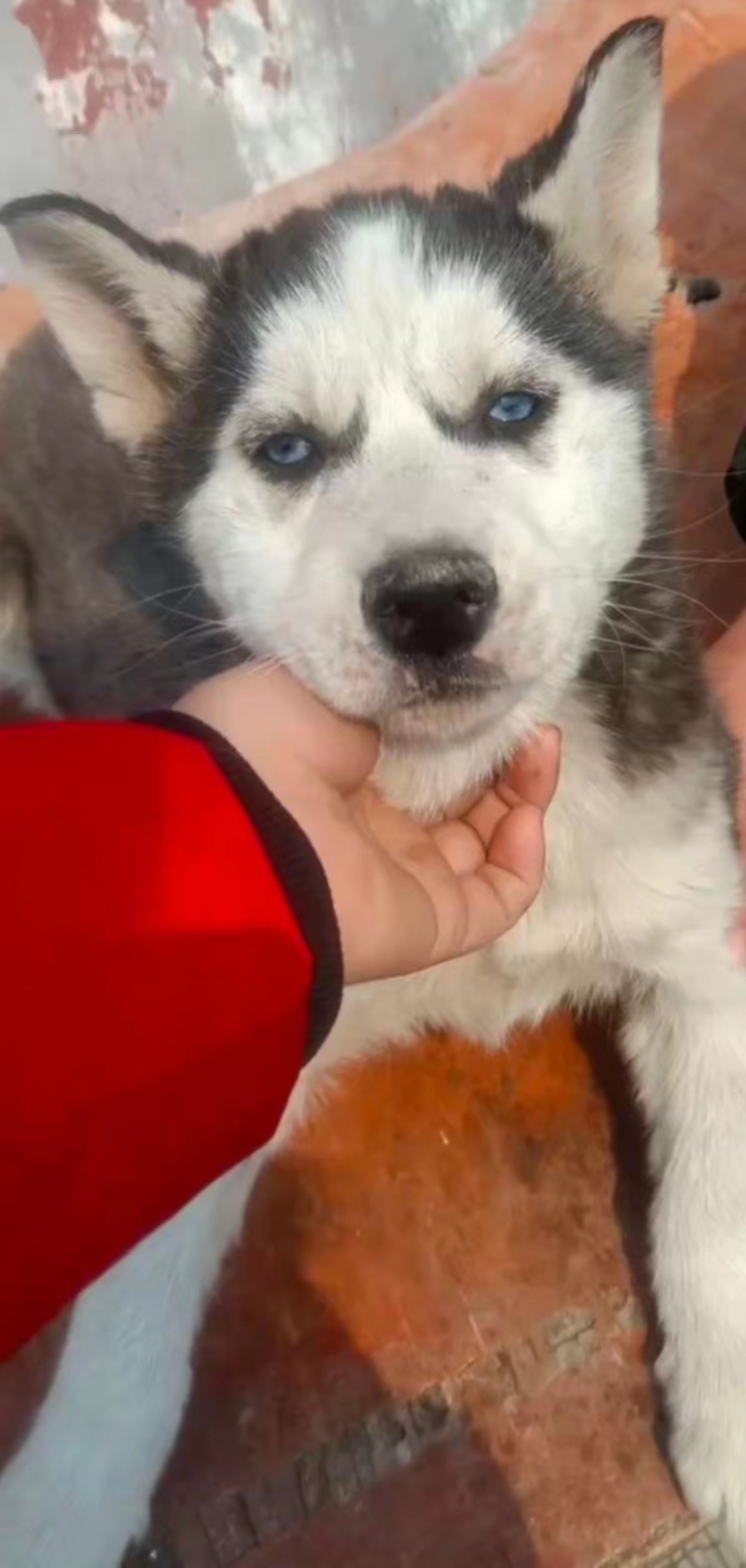 纯种哈士奇犬多少钱一只,你家哈士奇会跳芭蕾舞吗