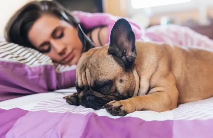 网友告诉你，让狗狗上床睡觉，会有这些后果